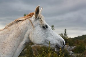 Horse Racing Betting: Unlocking the Key to Success
Unlocking the Secrets to Winning at Horse Racing Betting
Mastering Horse Racing Betting: Strategies for Success