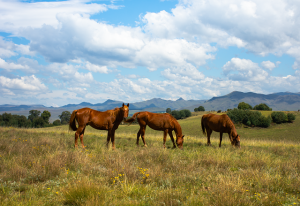 Cracking the Code: Unlocking Horse Racing Betting Success for Maximum Wins