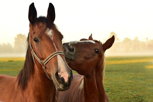 Maximizing Success: Unleashing the Power of Horse Racing Betting Strategies.